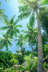 Fototapeta premium Palm trees