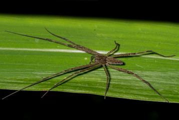 A Grass Spider with a green leaf background