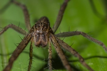 Close up of a grass spider
