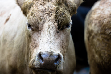 Fototapeta premium Portratit of a cow