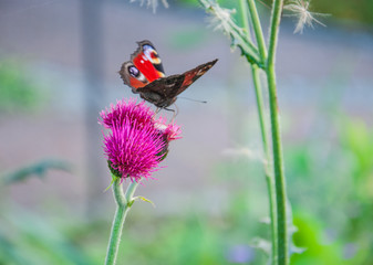 Schmetterling (Tagpfauenauge) auf lilafarbener Distel