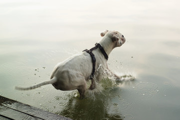 Obraz premium dog jumping into the water 