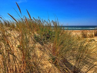 sand dunes, grass and ocean