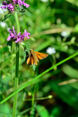 motyl  © wedrownik52
