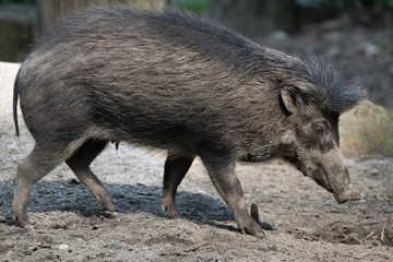 Visayan warty pig (Sus cebifrons).