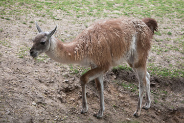 Guanaco (Lama guanicoe), also known as the Guanaco llama.