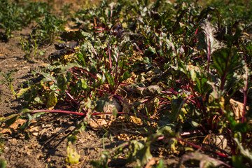 Vegetable garden which grows beet harvest, and corn field