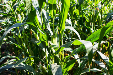 Vegetable garden which grows beet harvest, and corn field