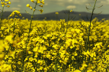 yellow field flowers and mountain