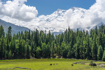 Fairy meadow with Nanga Parbat background