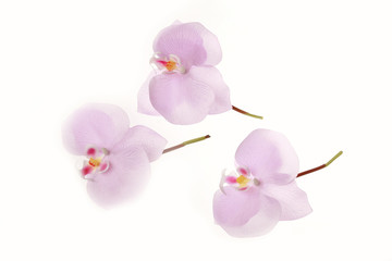 Sakura cherry blossom buds 