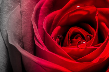 Water droplets on a red scarlet rose petals close-up macro texture background
