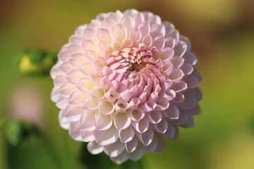 Dahlia Pale pink single bloom. 
