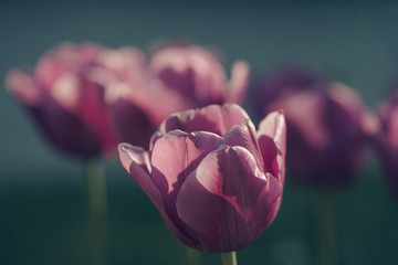 violet tulip flowers closeup