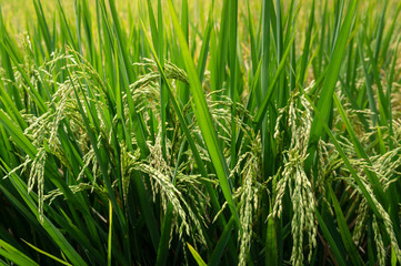 Rice field