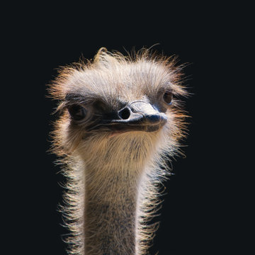 Female Ostrich in backlight