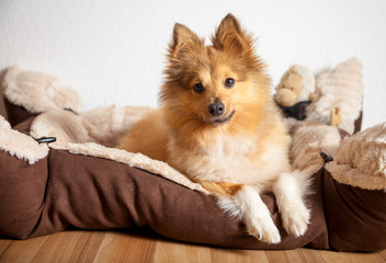 Shetland Sheepdog liegt in seinem Körbchen