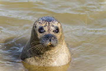 Naklejka premium Seehund im Wasser 