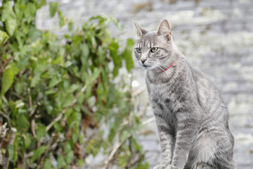 Naklejka na ściany i meble Portrait of a light grey common cat looking to a prey
