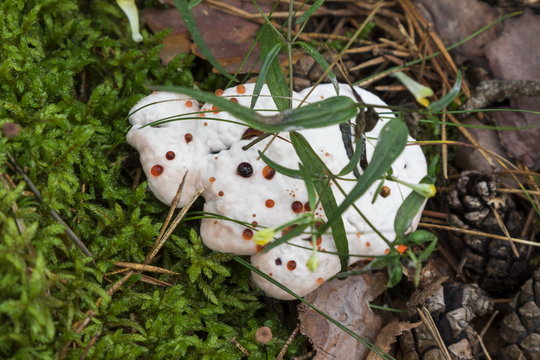 Hydnellum peckii - wood mushroom in pine forest. Rare "bleeding"
