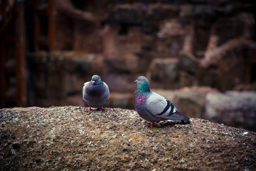 Two cute wild pigeon on the ruins of the Coliseum