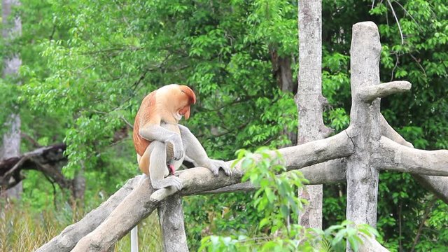 Proboscis monkey male sexual arousal