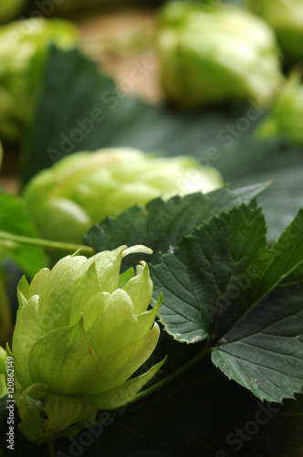 Fototapete Humulus Lupulus Common Hop Lupulo è›‡éº» Luppolo Hmel Obyknovennyj Hmelj Chmiel Zwyczajny Chmel Otacivy Echter Hopfen Cerveza Houblon Birra Navadni Bier Hmelj Beer Pivo Hoa Bia Ø¬Ù†Ø¬Ù„ Ø´Ø§Ø¦Ø¹ Plant Pivo Piwo Comugnero