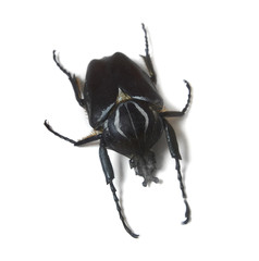 A large black beetle isolated on a white background