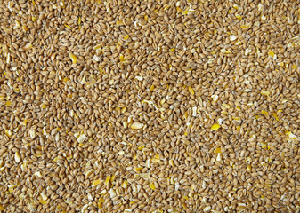 A full crop of wheat and corn animal feed background texture