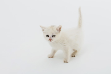 Cute kitten on white