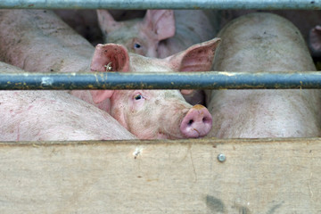Hausschweine eingesperrt im Stall auf dem Bauernhof