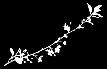 spring white small branch of cherry flowers silhouette