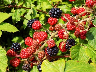 Many blackberries on bush in wild nature