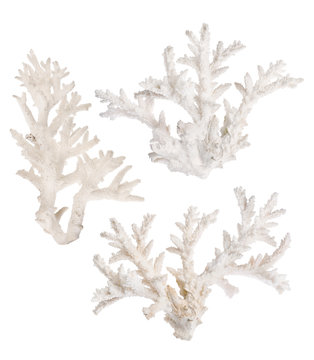 three light coral branches isolated on white