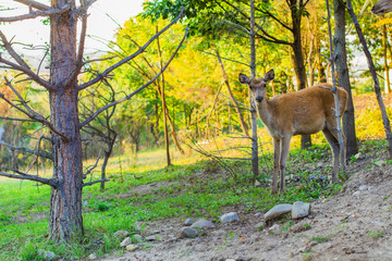 a herd of deer on the farm
