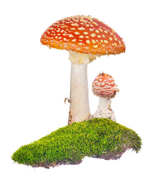 two orange fly agarics in green moss on white