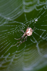 beautiful cobwebs in autumn with spider