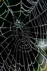 Fototapeta premium beautiful cobwebs in autumn