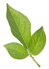 green potato leaves isolated on white