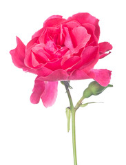 isolated bright pink rose with small bud