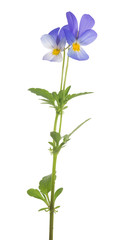 Fototapeta na wymiar two small pansy blue blooms on stem
