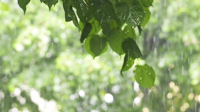linden tree branch in rain in slow motion