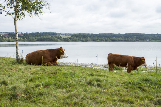 Kor p&aring; betesmark vid insj&ouml;
