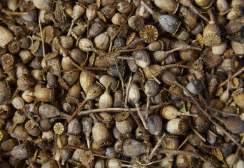 A full page of poppy seed head background texture 
