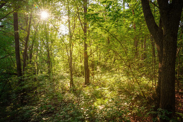Forest landscape in the evening