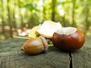 Chestnut and acorn in forest