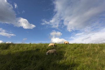 Owce na pastwisku