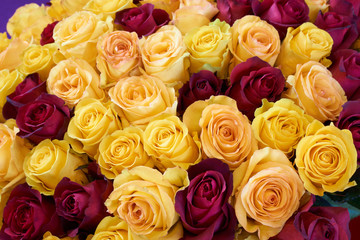 Obraz na płótnie Canvas Yellow and wine red roses