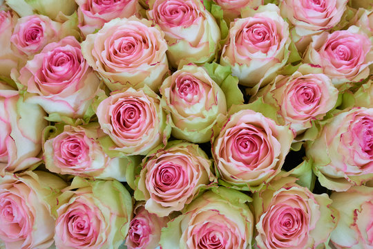 Bunch of pink and green roses