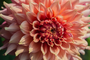 beautiful pink dahlias